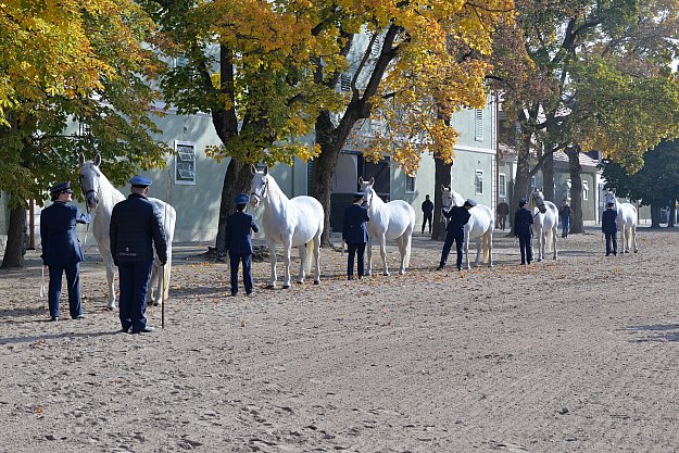 Podzimní třídění starokladrubských koní