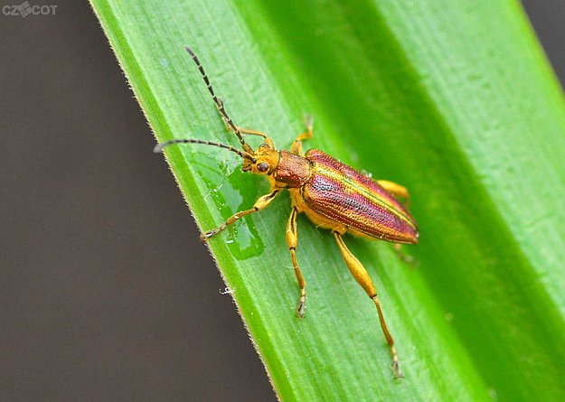 Procházka s entomologem a arachnologem