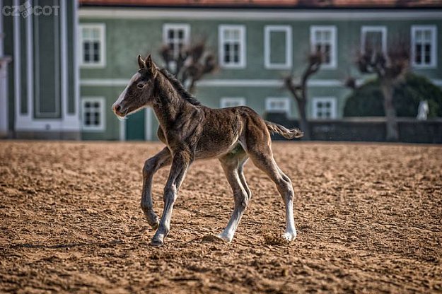 Jarní prázdniny v Národním Hřebčíně Kladruby nad Labem