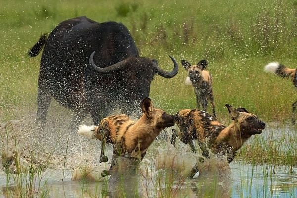 Okavango - přírodovědná přenáška