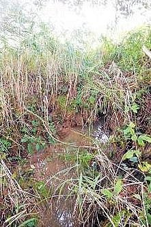 Lipoltická svodnice - spring