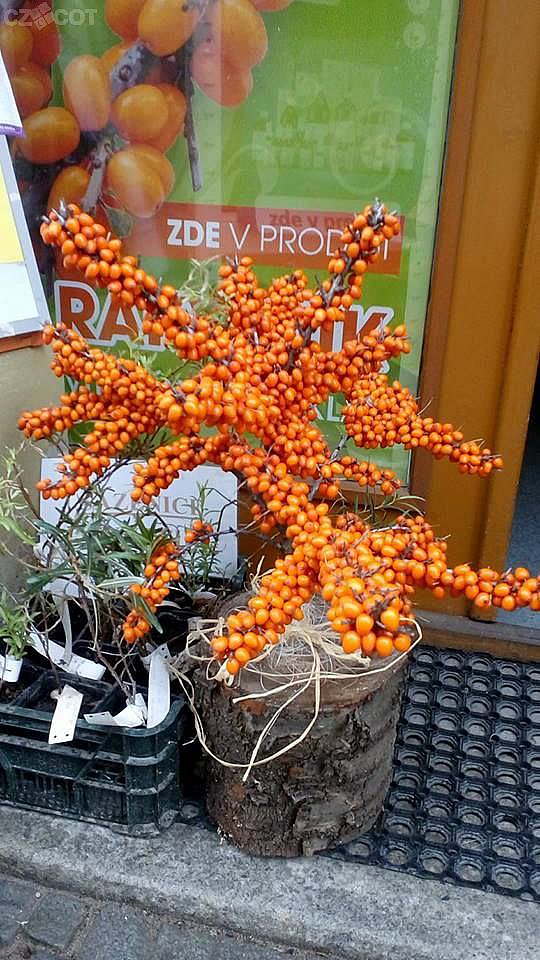 Ina natura