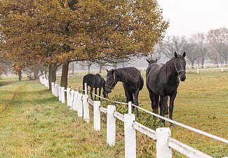 National Stud at Kladruby nad Labem