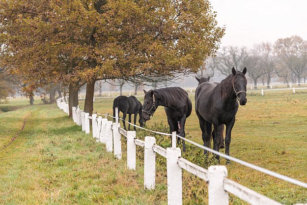 National Stud at Kladruby nad Labem
