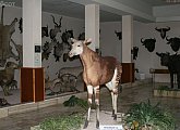 African Museum of Dr. Emil Holub