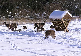 Vysoké Chvojno - Small zoo