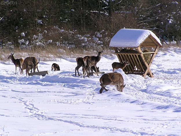 Vysoké Chvojno - Small zoo