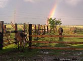 Ranch Buena Vista