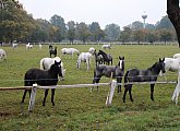 National Stud at Kladruby nad Labem