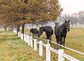 National Stud at Kladruby nad Labem