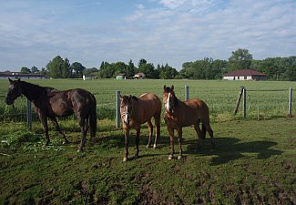 Ranch Buena Vista