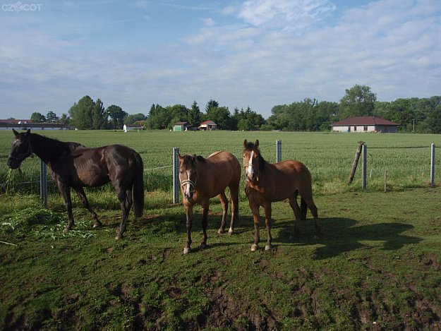 Ranch Buena Vista