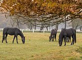 National Stud at Kladruby nad Labem